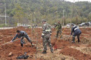 阳春三月雨，正是植树好时节