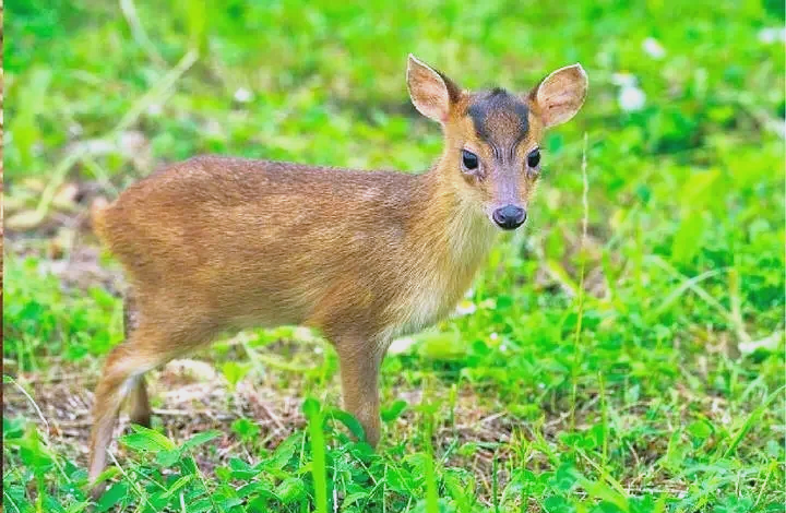 保护野生动物 守护共同家园   ——福建9159金莎游艺场成功救助国家"三有"保护动物幼年山麂