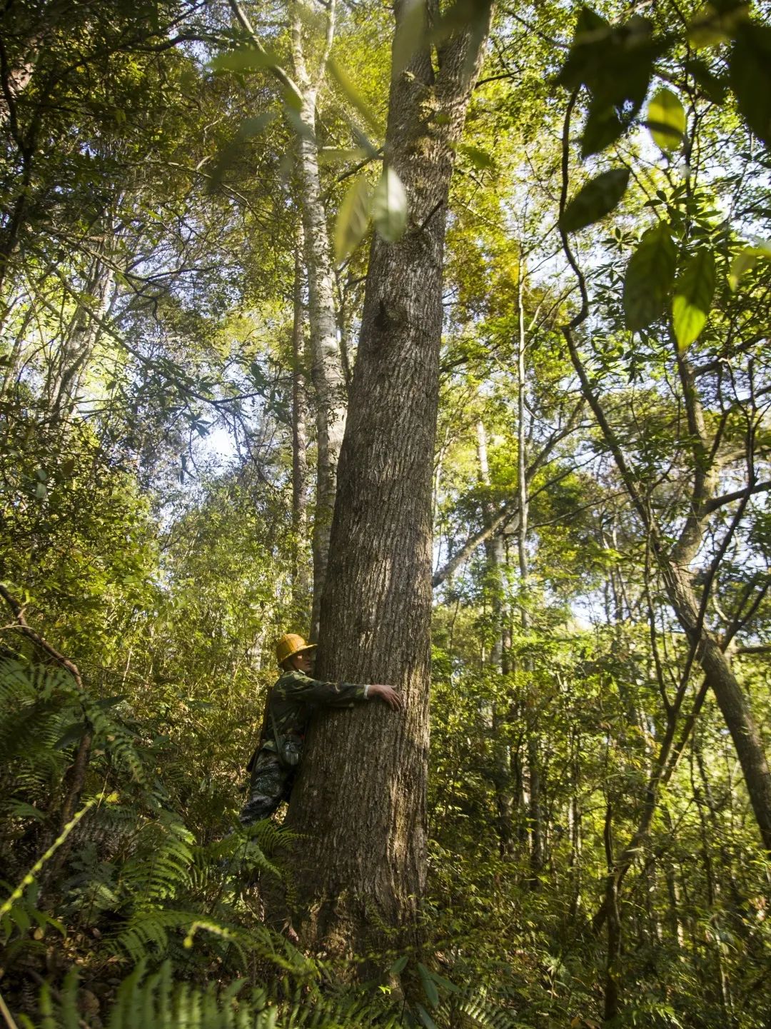 【9159金莎游艺场榜样】护林员邱玉祥的一天：想一辈子与青山相伴