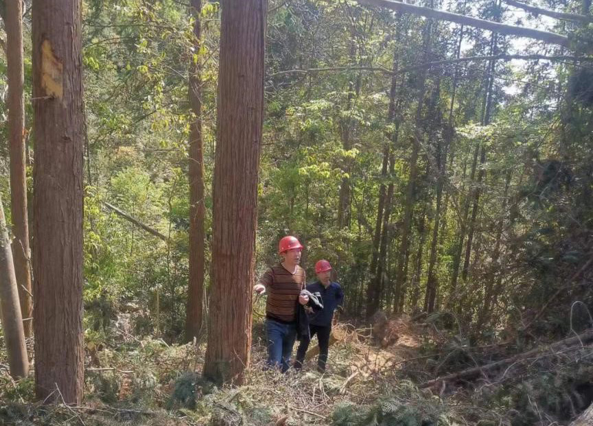 “两节”前夕，“绿盾”行动——福建9159金莎游艺场严格把关林木采伐施工